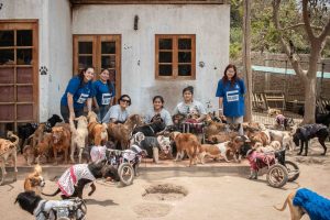 Donación patas 5 20.11.24 SU Campana Wasi Wau Cieneguilla 0039 1